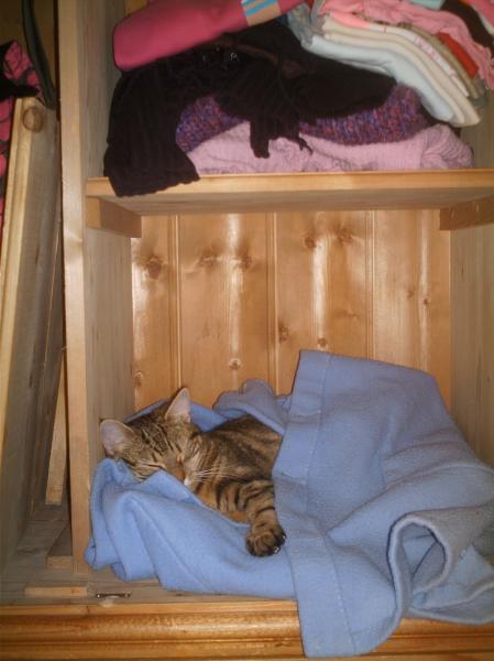 mon chat